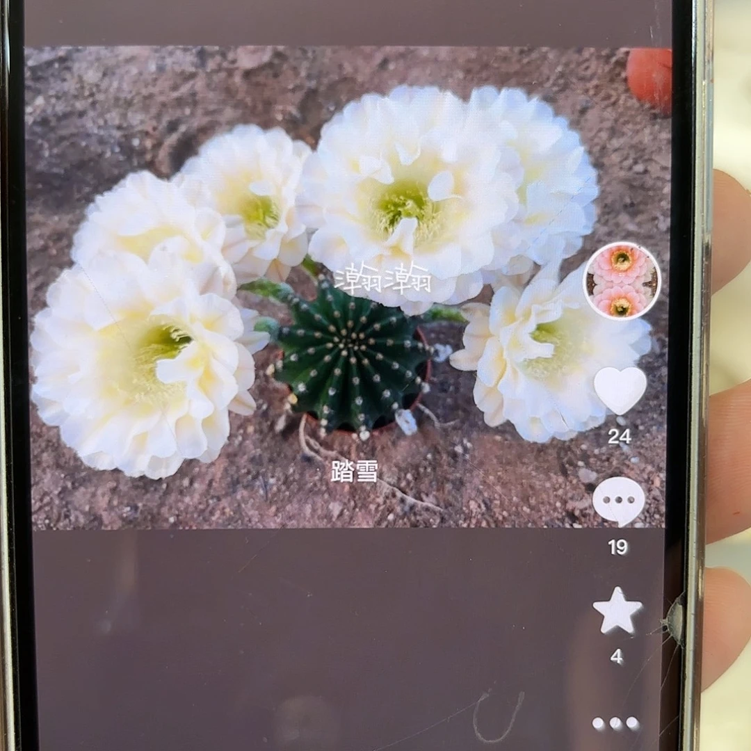 彩草13姨3.5-4公分左右