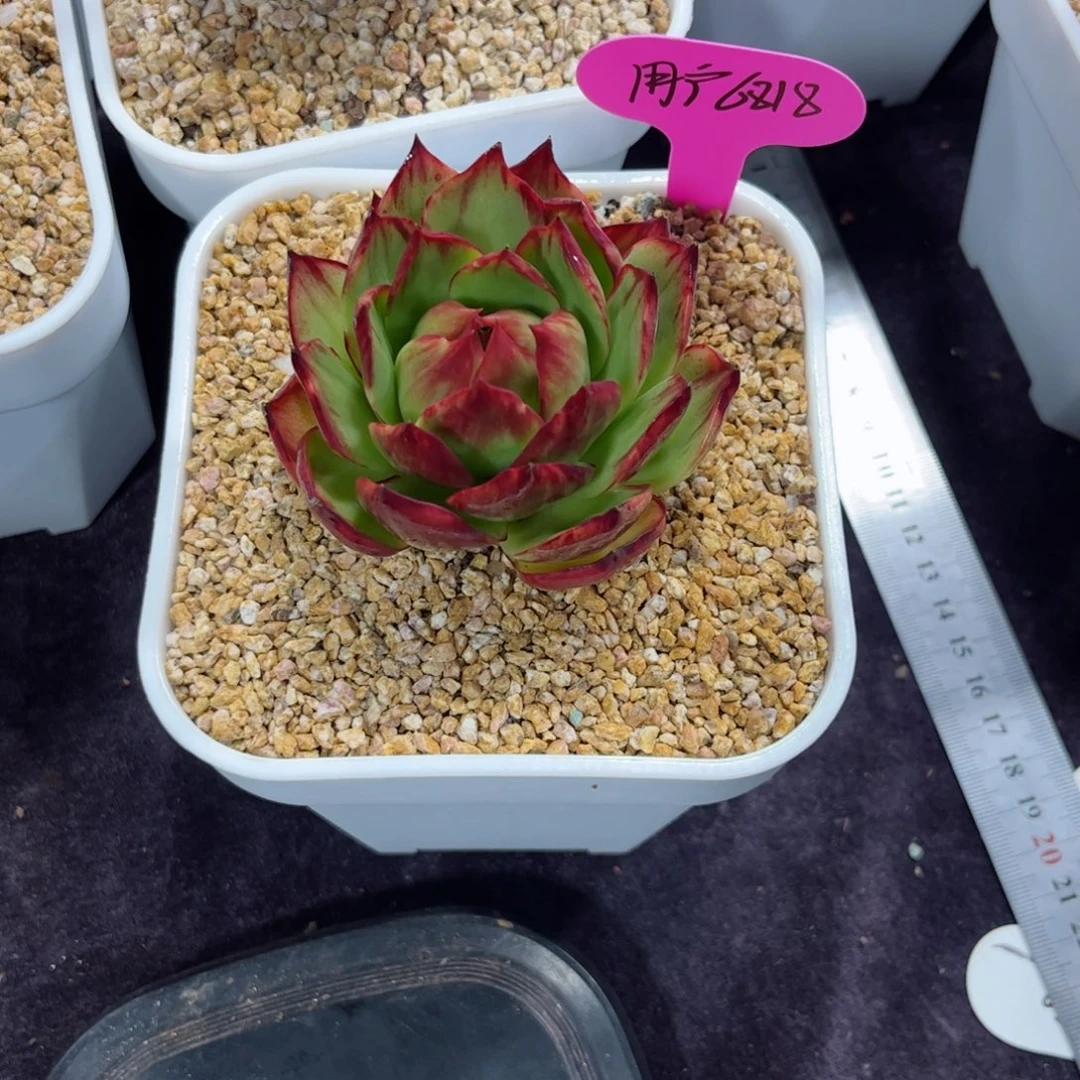 用***3惊鸿仙子一物一拍