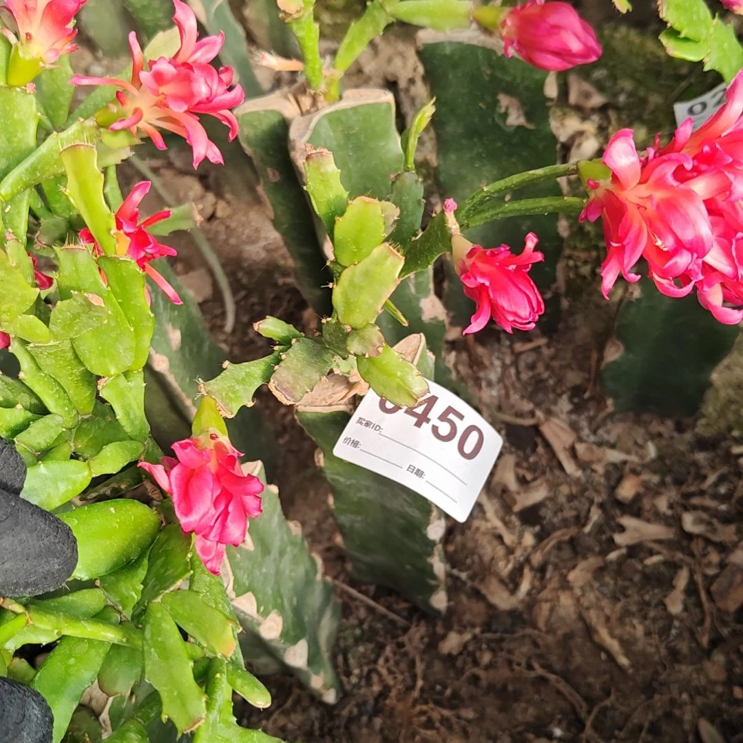 新品粉重瓣脱土脱盆易掉芽苞450