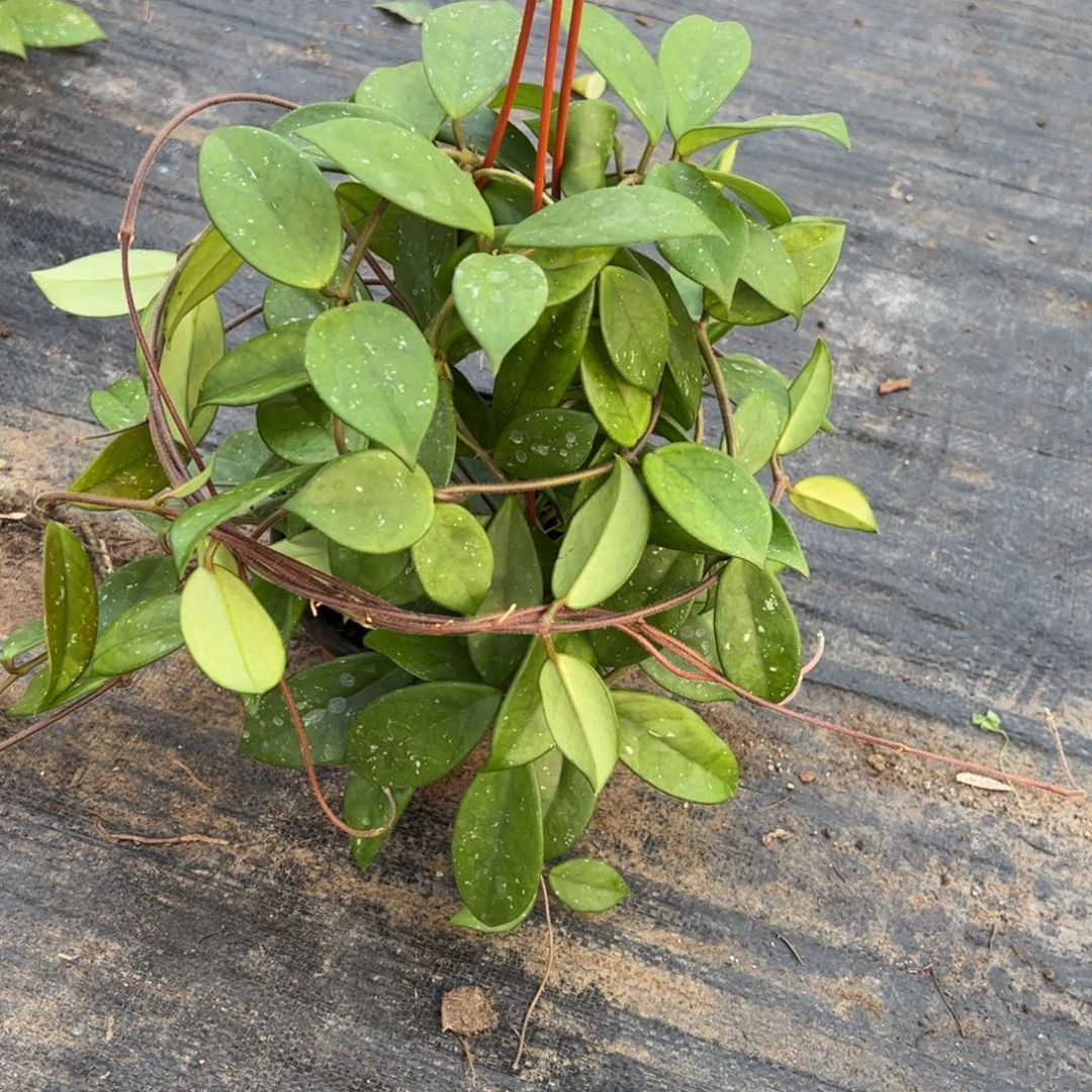 冬***节无花朵绿叶红球兰