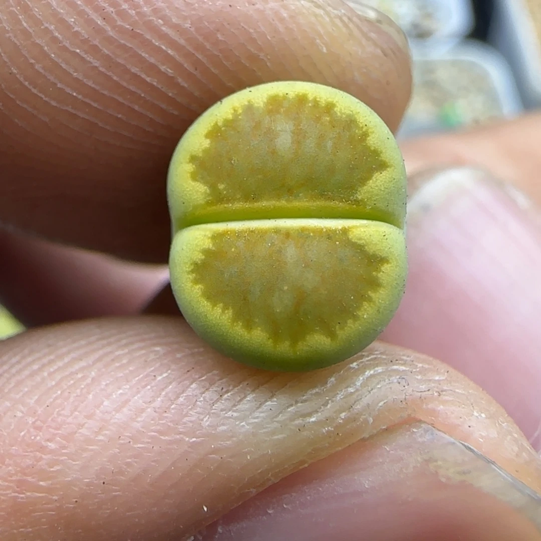 266 生石花大棚直播