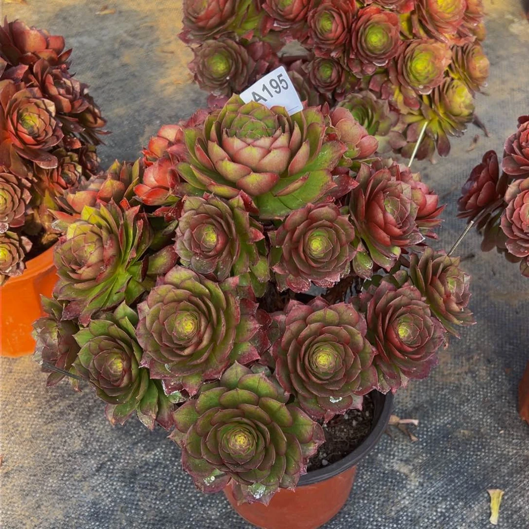 宁**远195若桃法师，多肉植物