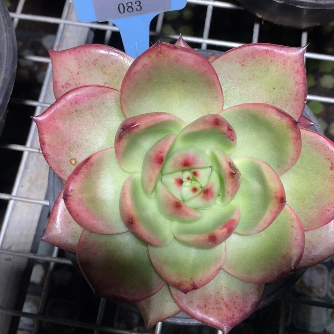 x083-多肉植物 东云