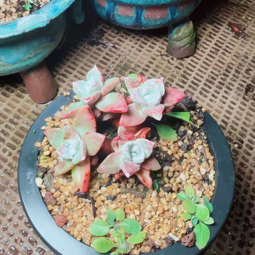 6604泡芙苹果叶多肉