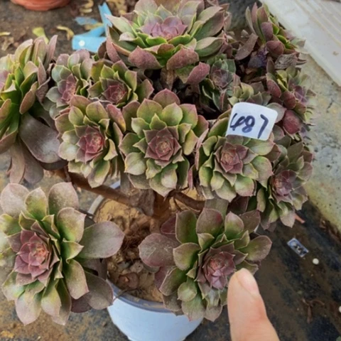 红心万圣节多肉487多肉不包断