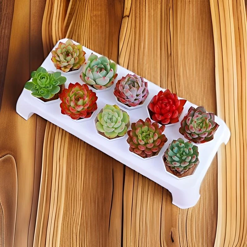 精品多肉植物 一整箱基地直发 小盆栽绿植室内组合套装办公室宿舍
