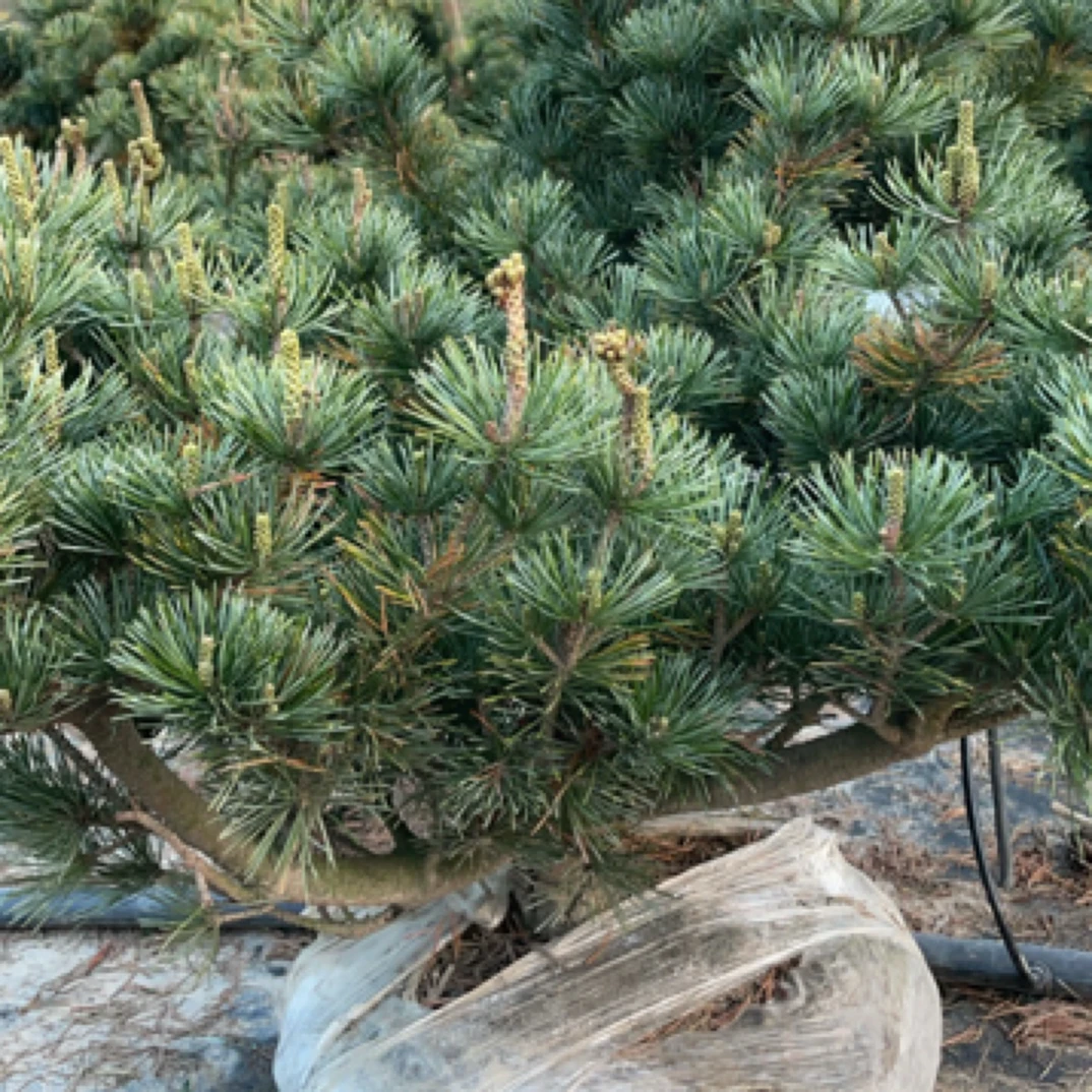 五针松素材四季长青动作庭院盆景绿植松树盆景一物一拍迎客松盆景