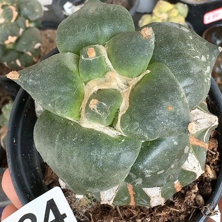 【闪购商品】无花朵爱**秋丸尤青瓷784