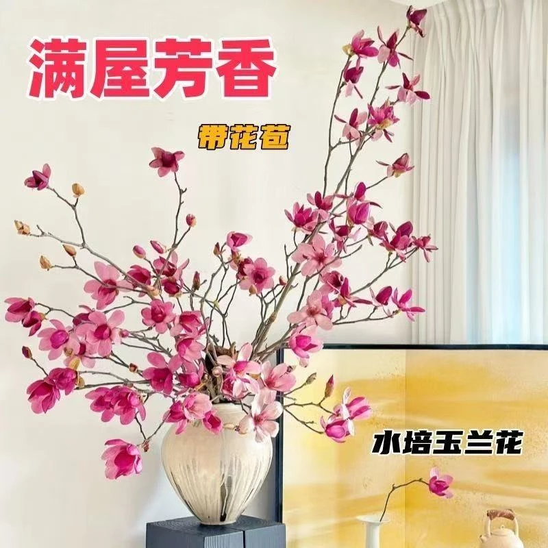遇水开花带花苞水培玉兰花室内耐寒浓香型绿植花卉
