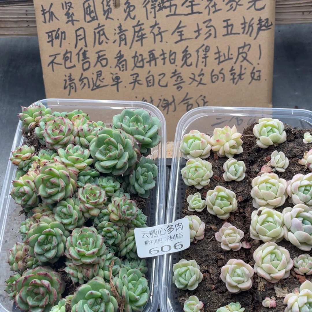 云糖心多肉植物606