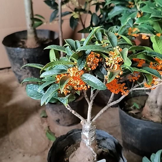 枫***烟完全开放八月桂朱砂