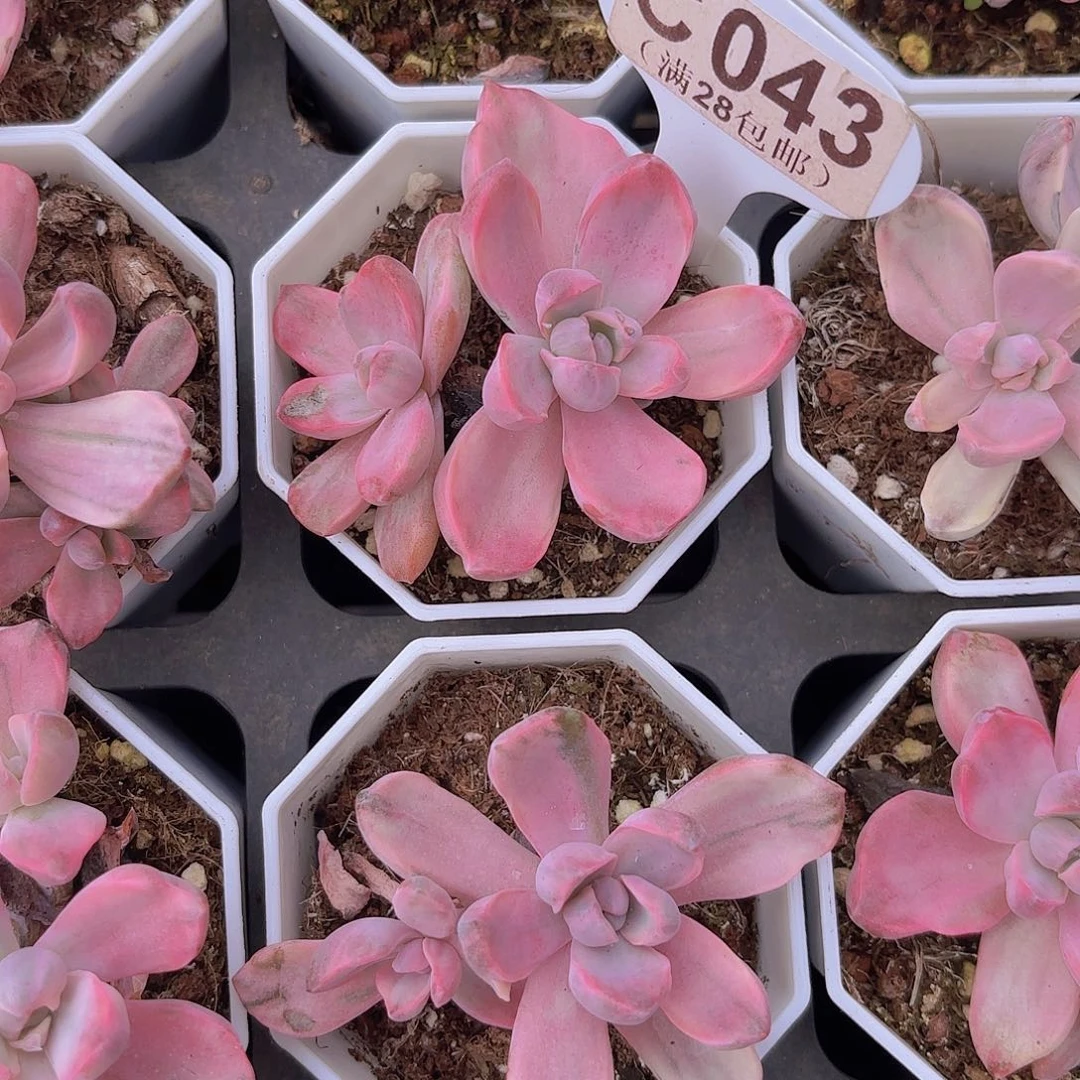 C043彩虹糖锦一物一拍