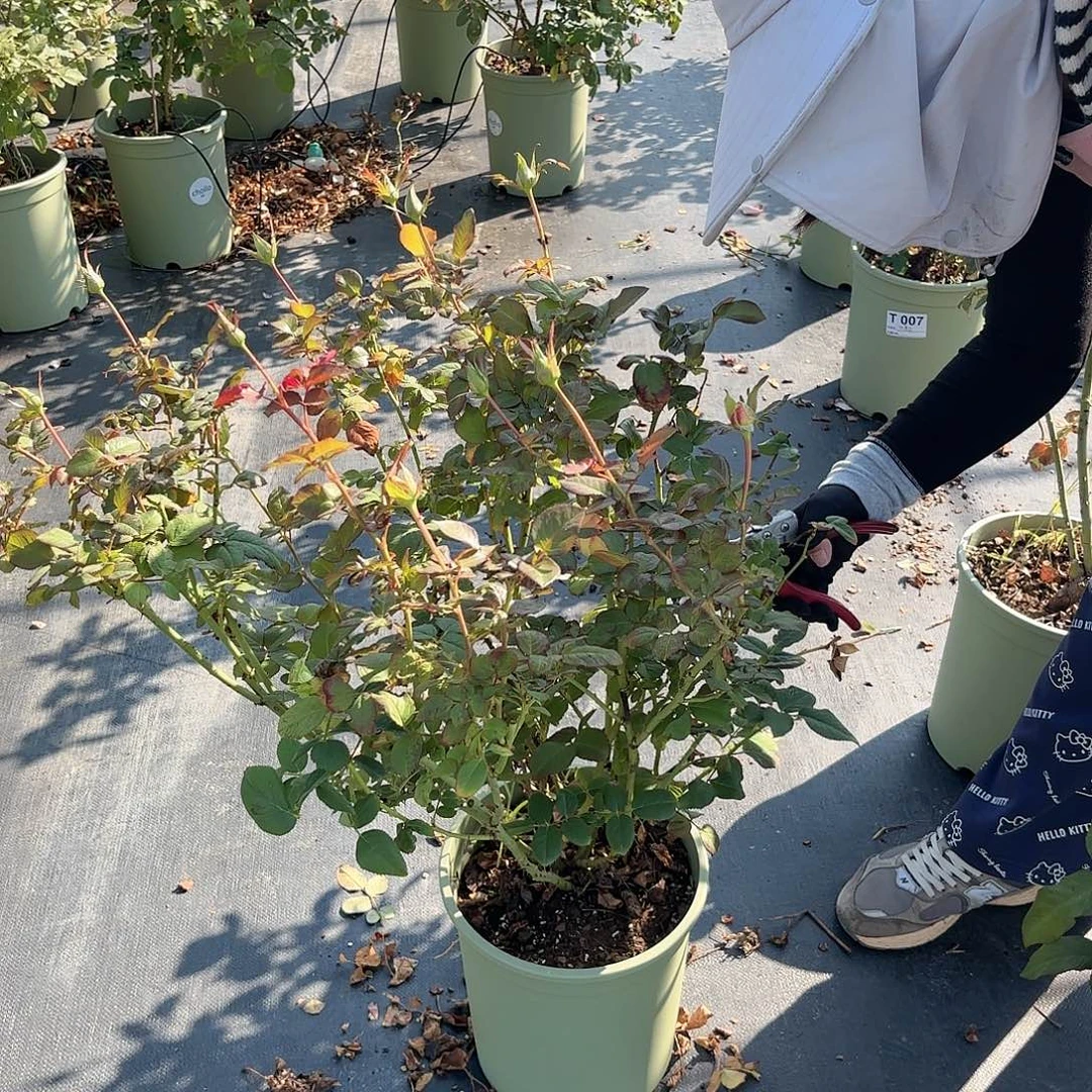 贝拉多娜3加仑根接苗