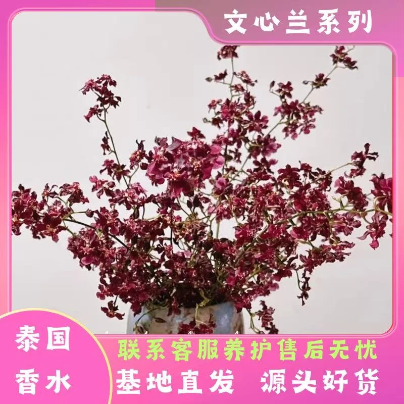 【泰国香水】保底五支花剑文心兰浓香型 精致盆栽易爆盆好养阳台