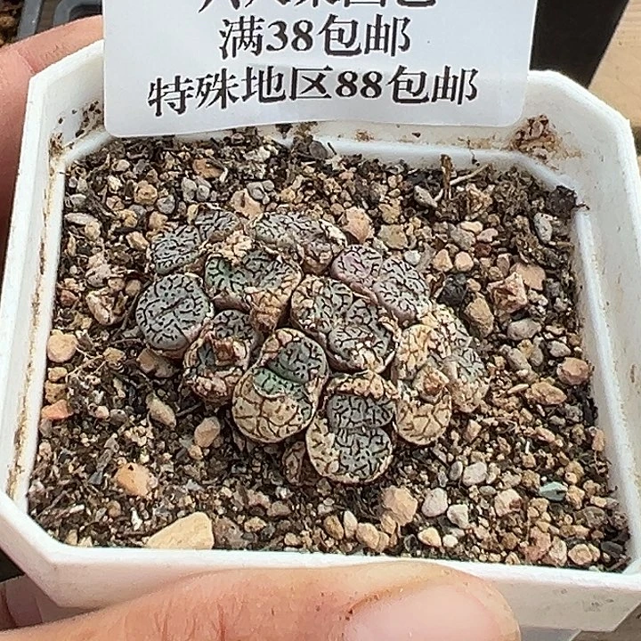 无花朵157号猴脸墨