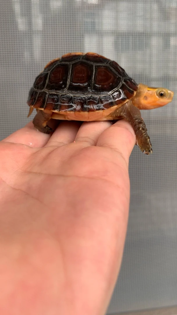 活体适合观赏的宠物龟