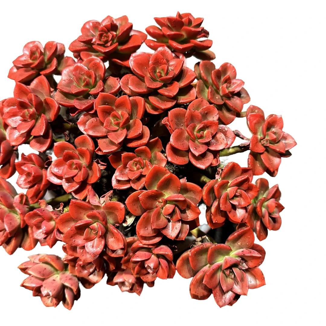 精品多肉植物   巧克力