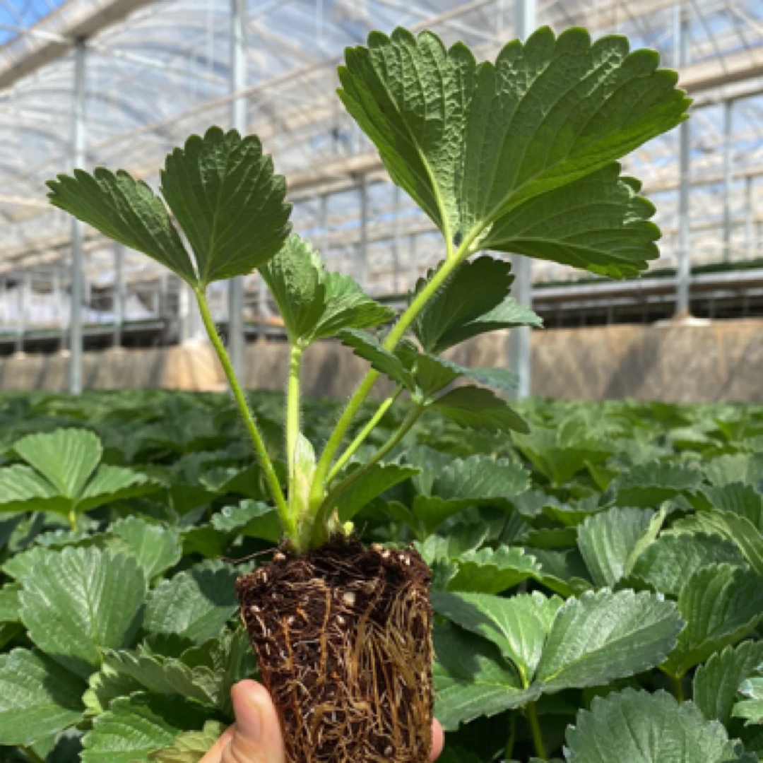 妙香 7 号穴盘草莓苗