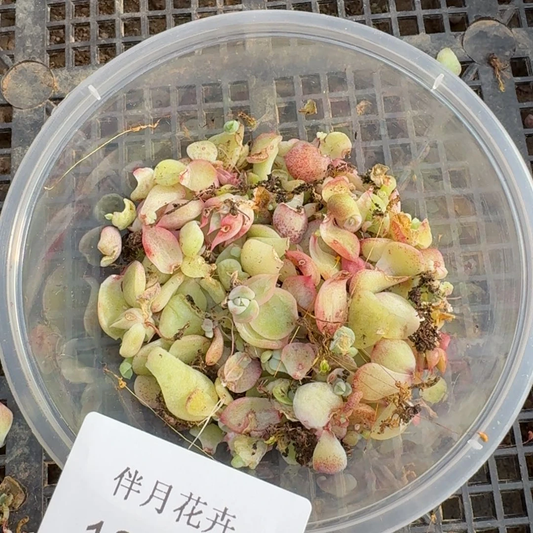 宽绿东云母本麦秆叶片保50