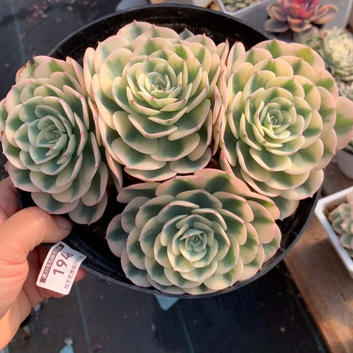 无花朵雨蝶锦1946