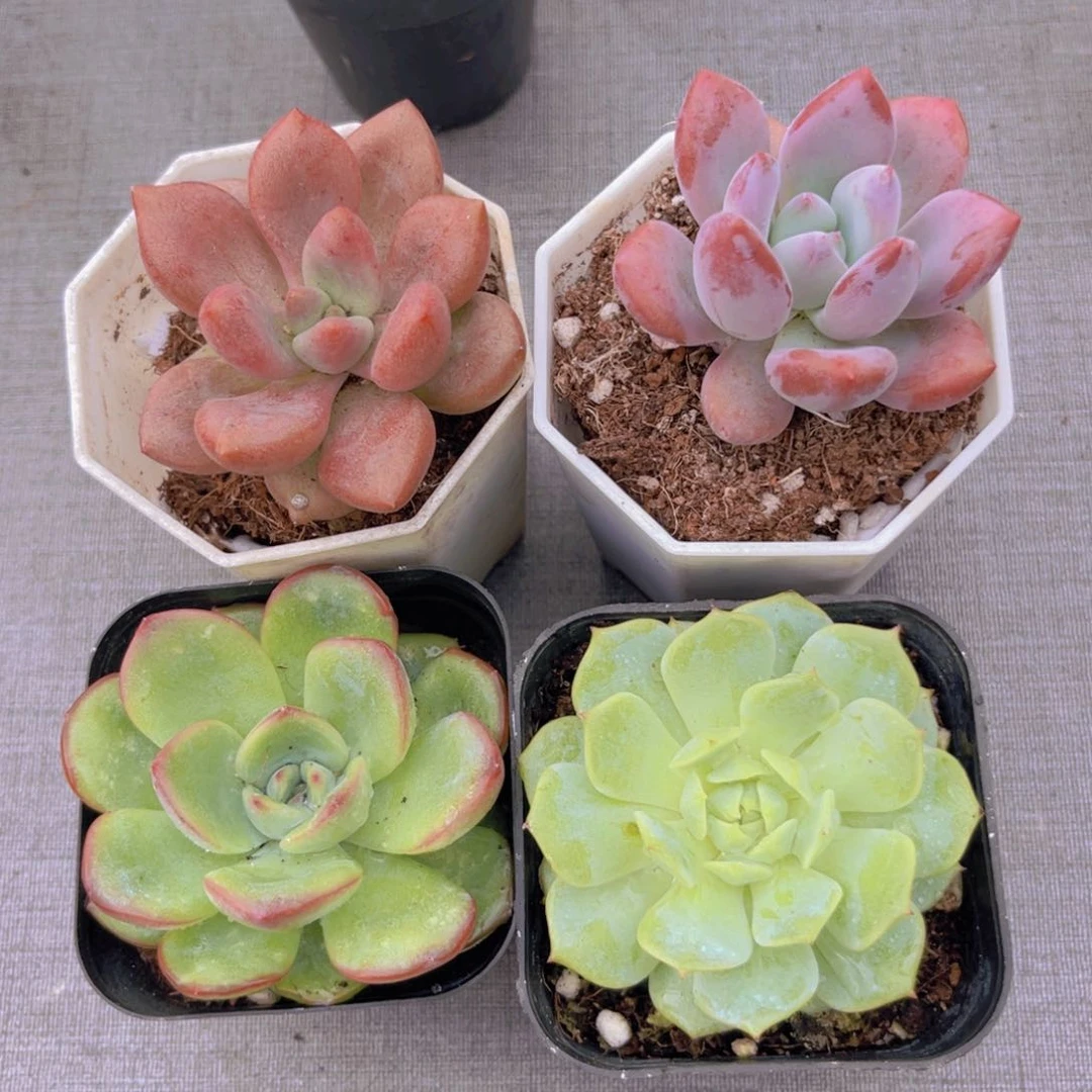 桃花源。奥普。泡芙。静夜