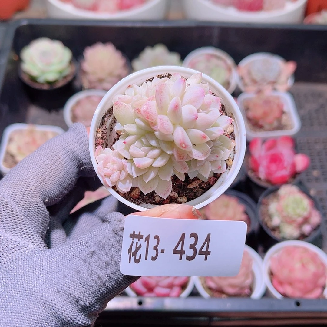 i**i花13-434新品含盆土