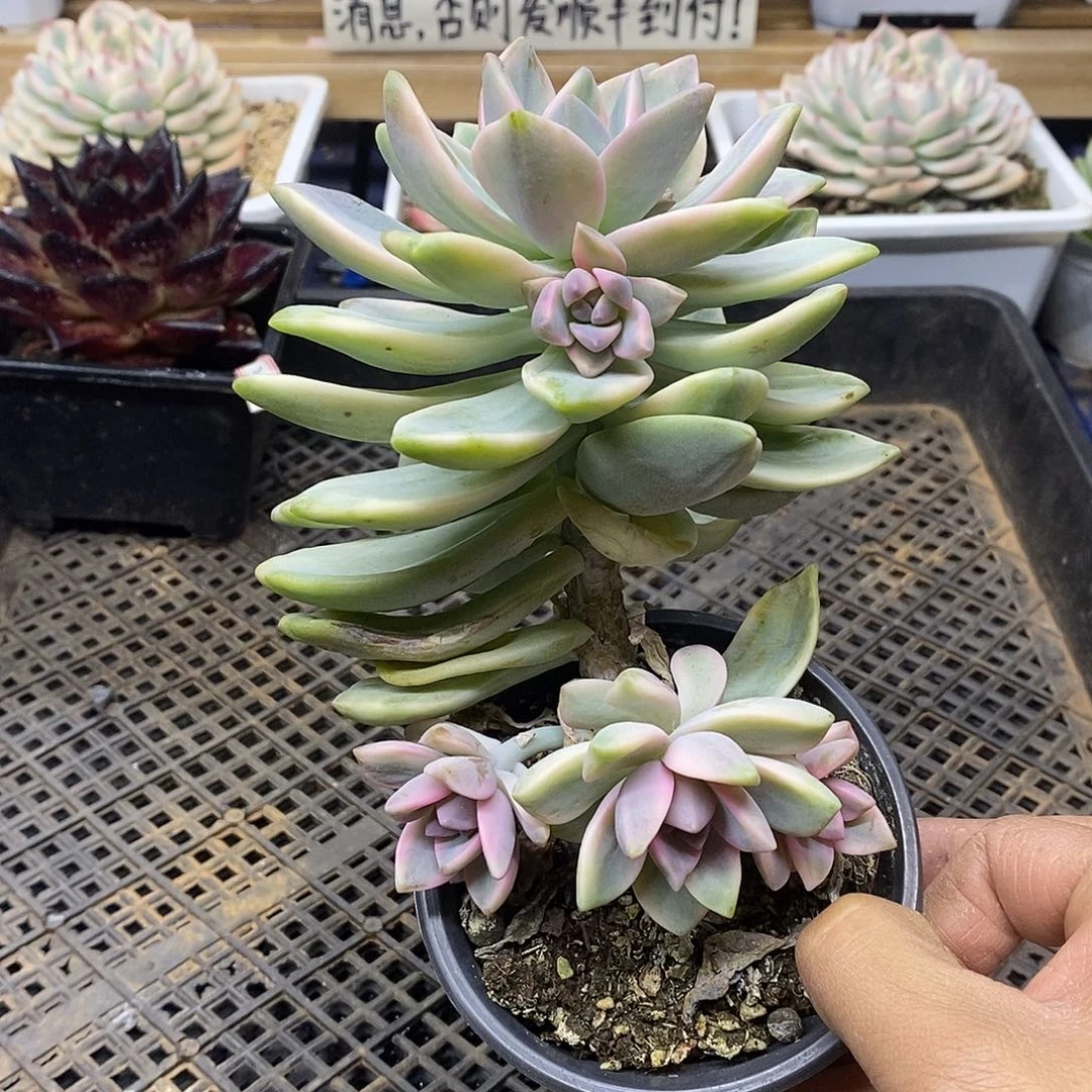 0325 紫雾锦自然群 需延时发货