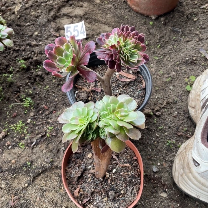 2颗迷你小缀化一组