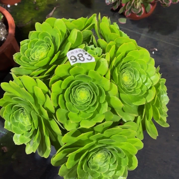 0000000000983万圣夜