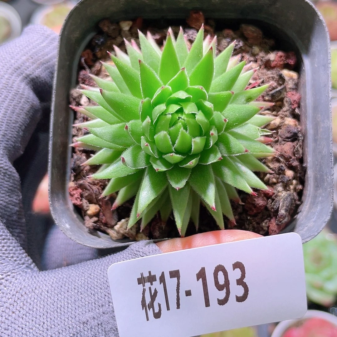 花利美17-193橘子球