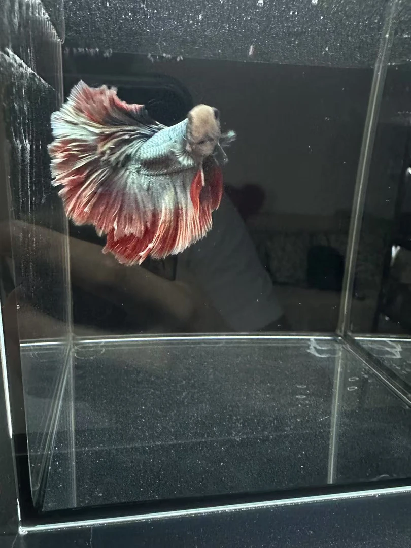 泰国斗鱼小型热带观赏鱼【直播间专拍】【1-102】