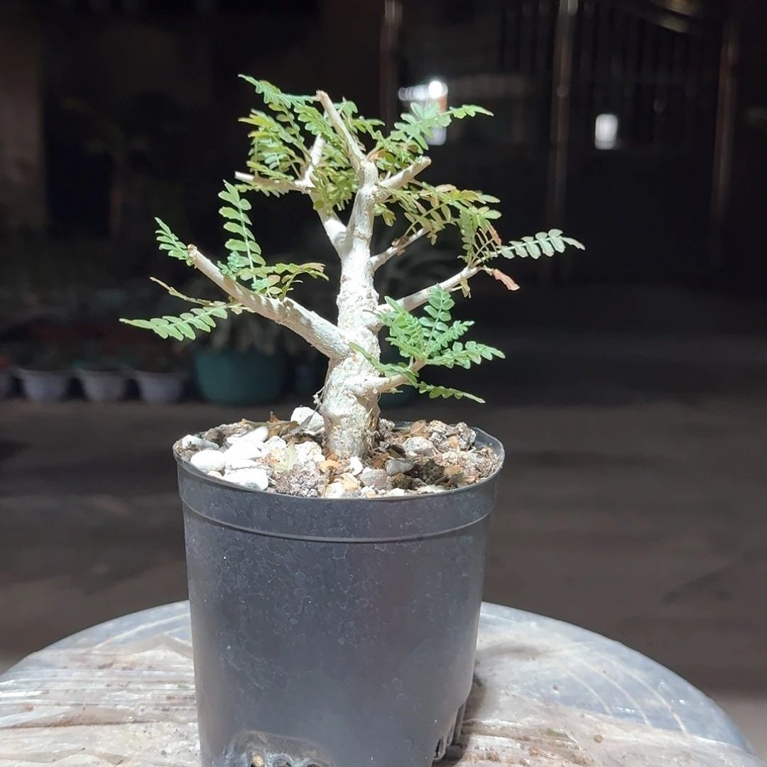 园艺实生尼勒达乳香