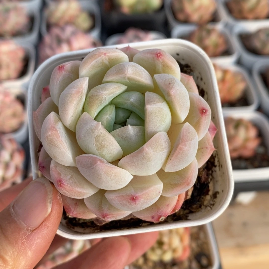 精品多肉一物一拍不包整20