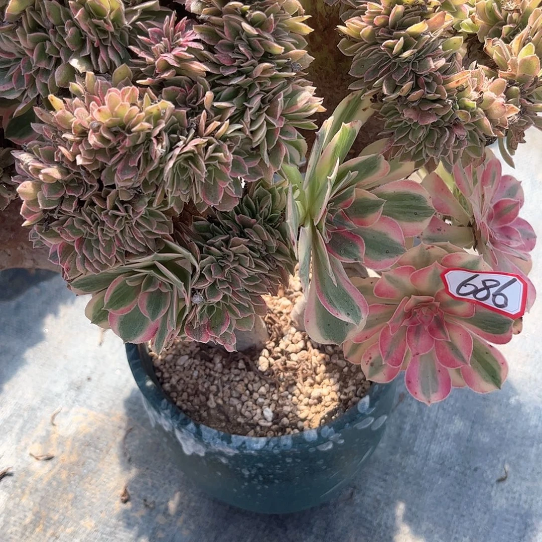 自***己多肉植物686老多肉植物