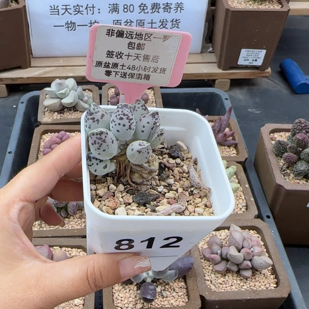 812白肌海报多肉植物