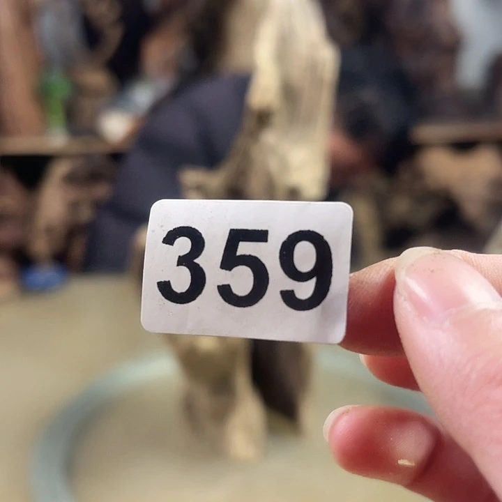 风车木（黑檀木）培*我是不是该把我