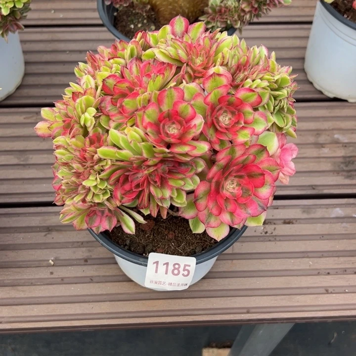 1185荔枝缀化（露养货）