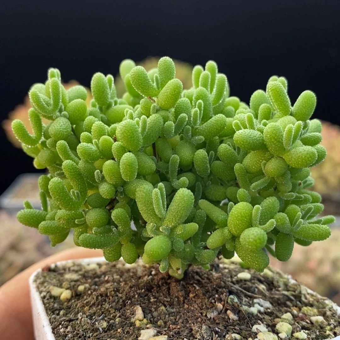 797蜜橘糖球，。