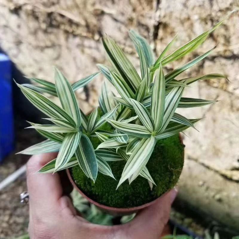 菲白竹熊猫竹迷你竹子微型绿植室内庭院盆栽植物竹子苗竹盆景盆栽