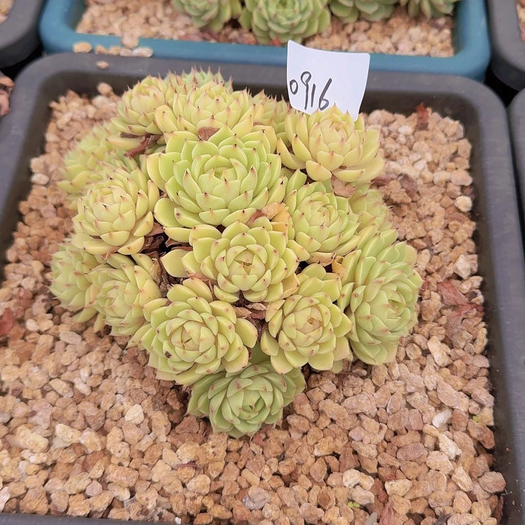 静***慧0916本巴多肉植物