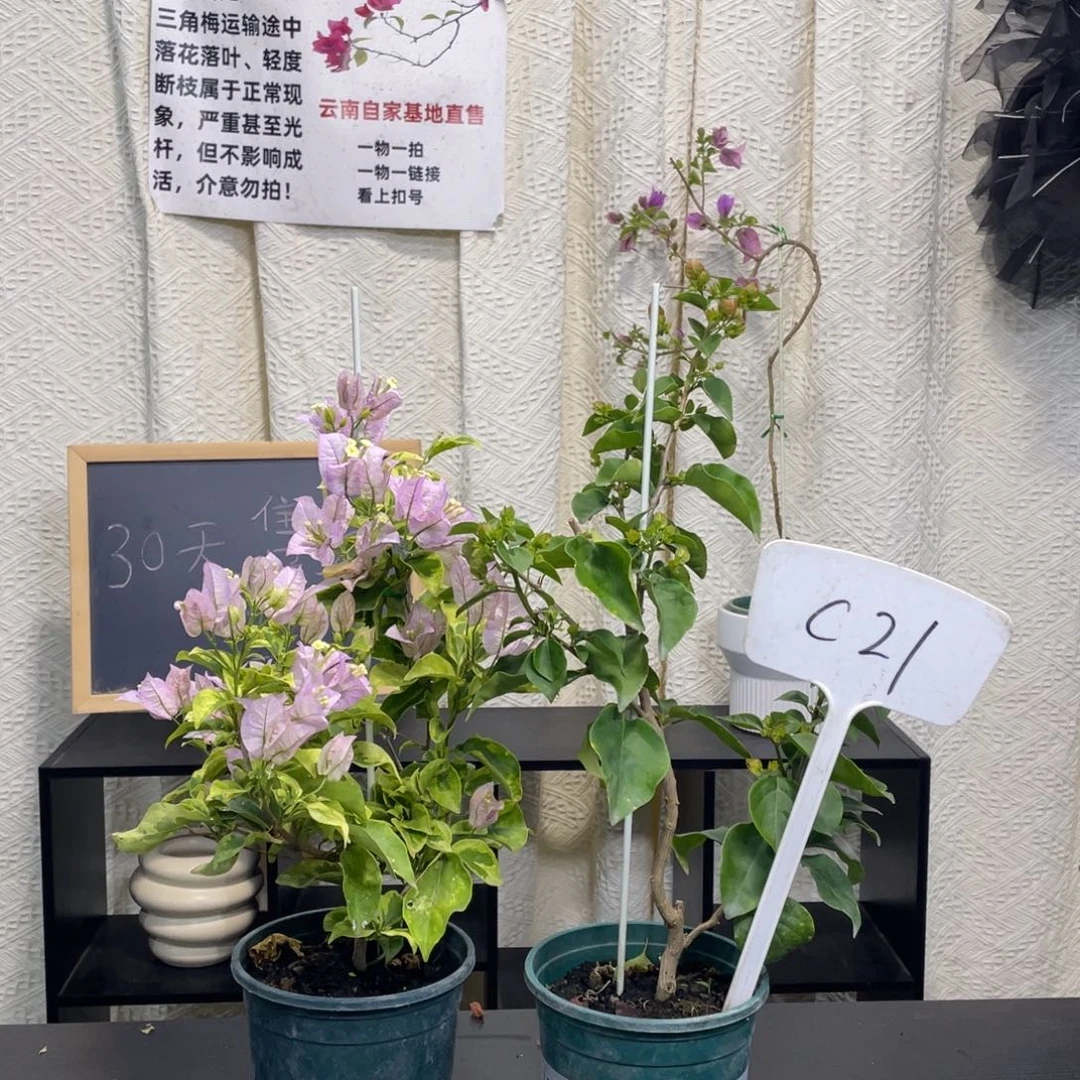 桔***萍全部花朵金边丽娜+台湾姑娘C21