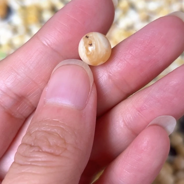 蜜蜡未镶嵌裸石9.4mm一个