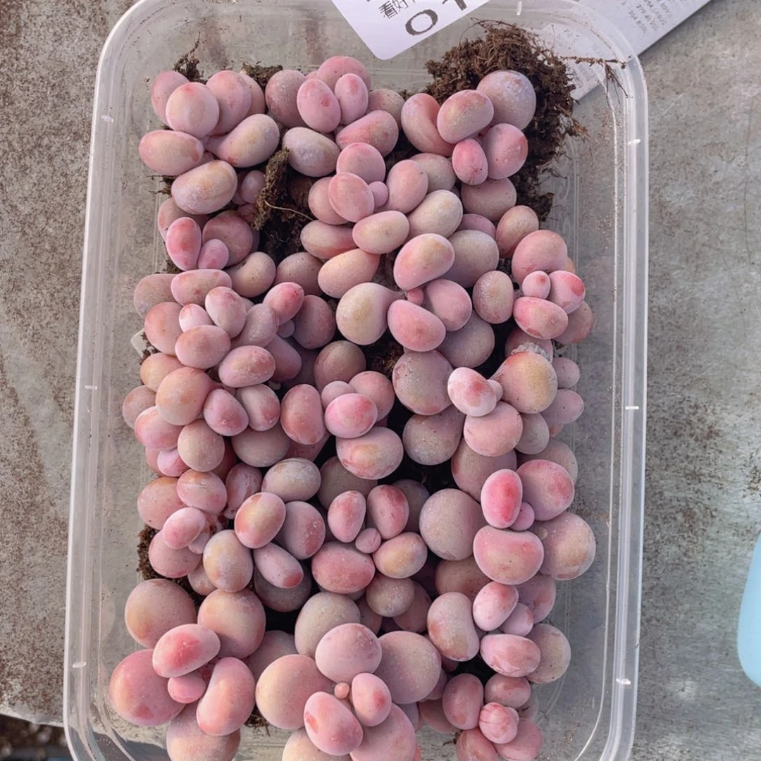 云糖心多肉植物17