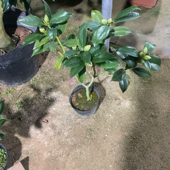 当前无花栽培后可以开花