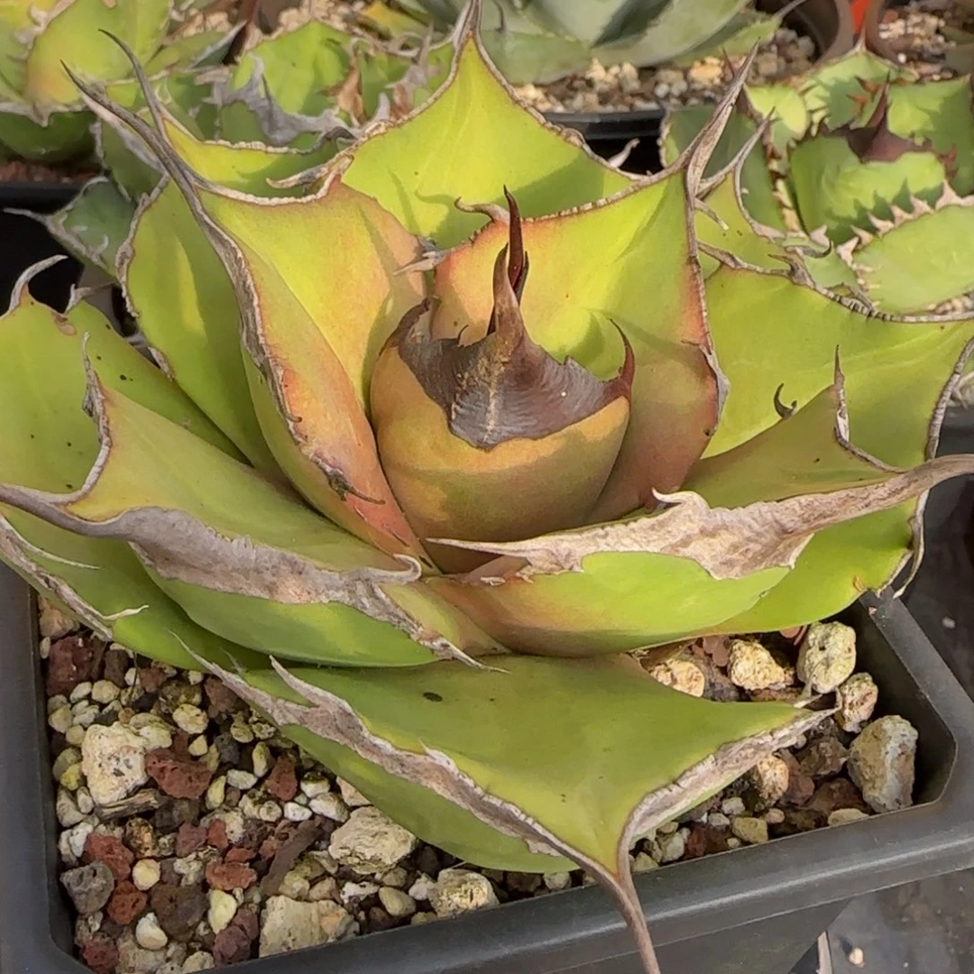 黑豹仁王冠龙舌兰