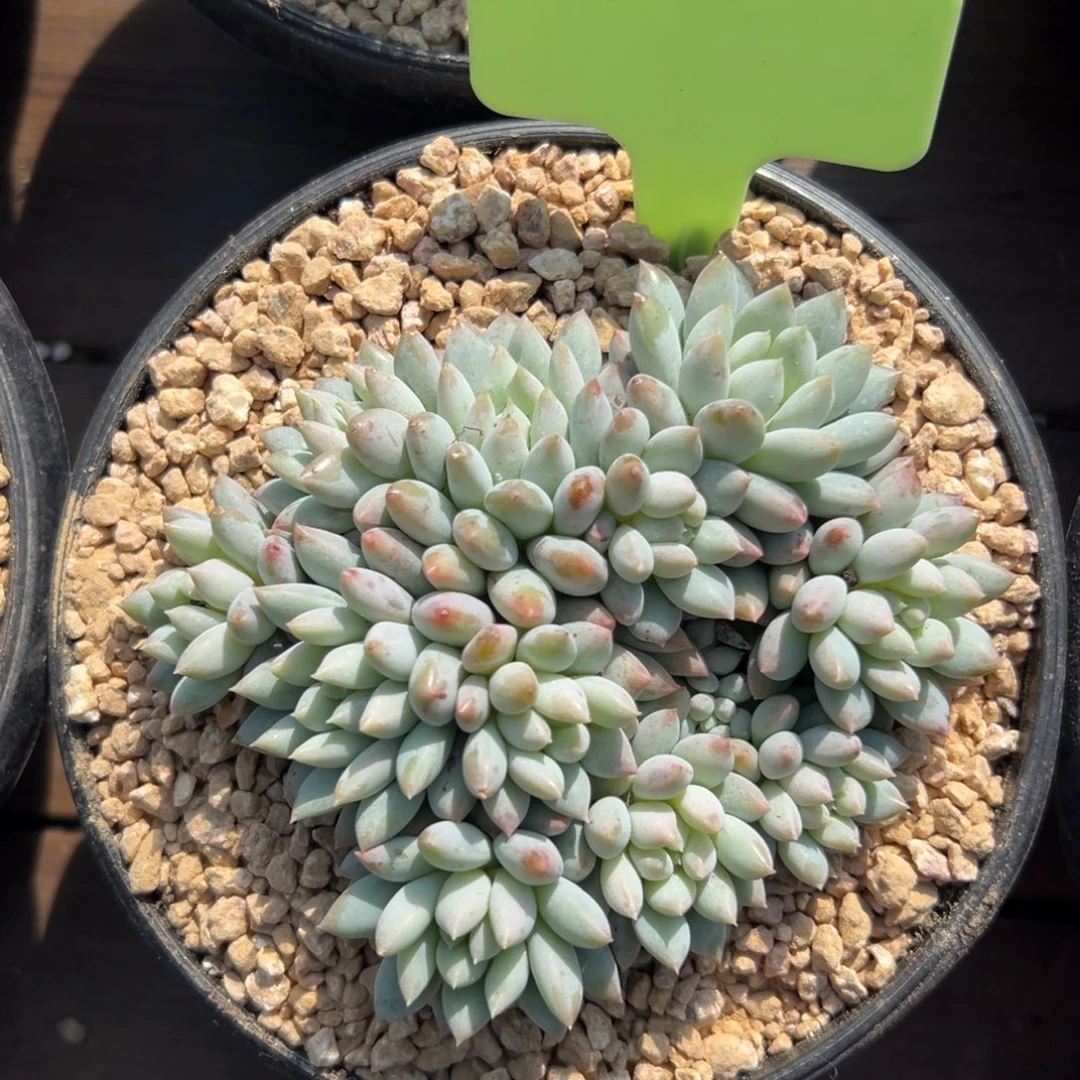 明珠11111111111111