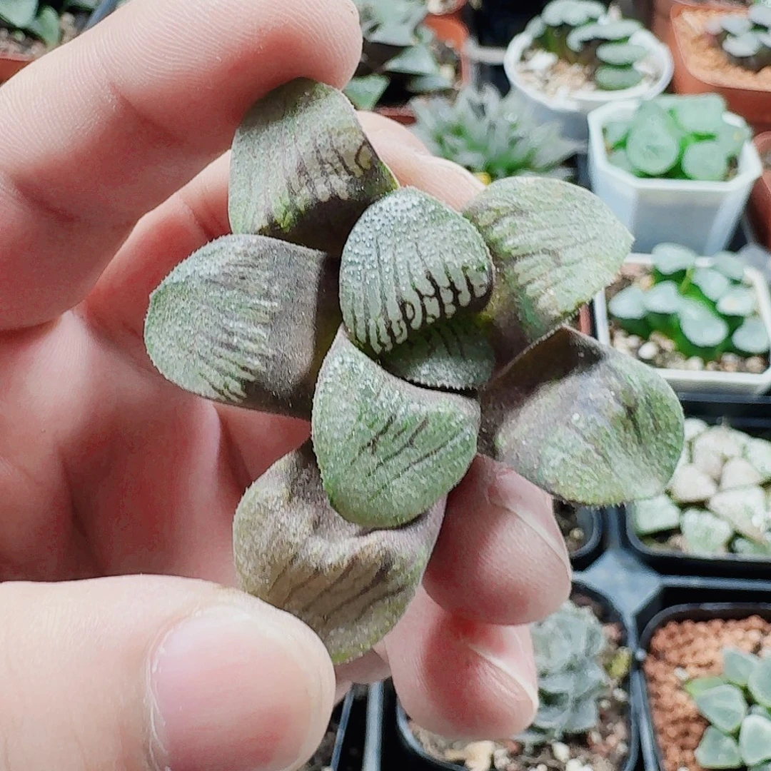十二卷福利无根福利