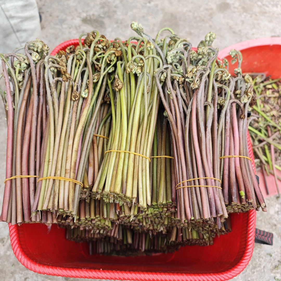 四川大山纯野生甜蕨菜龙爪菜现摘现发（中通发货）