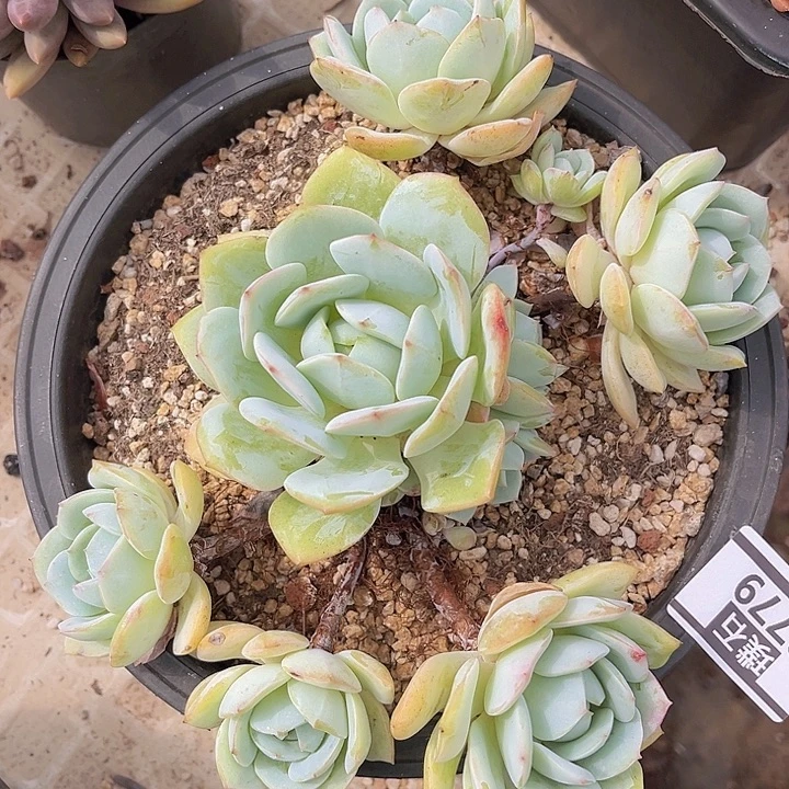 静雪2779多肉植物