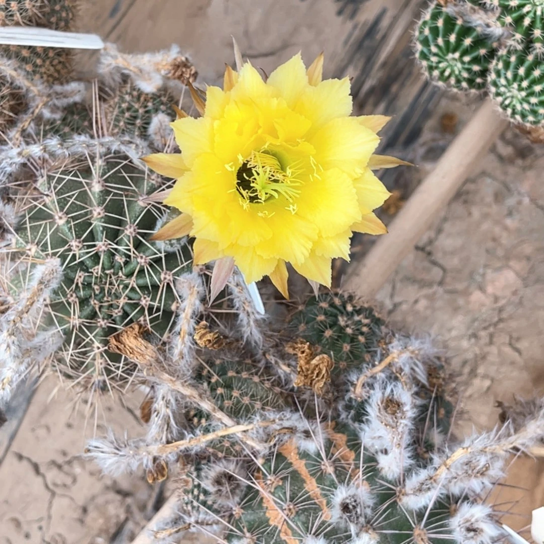 李***叶彩草 看花 拍 嫁接 无根